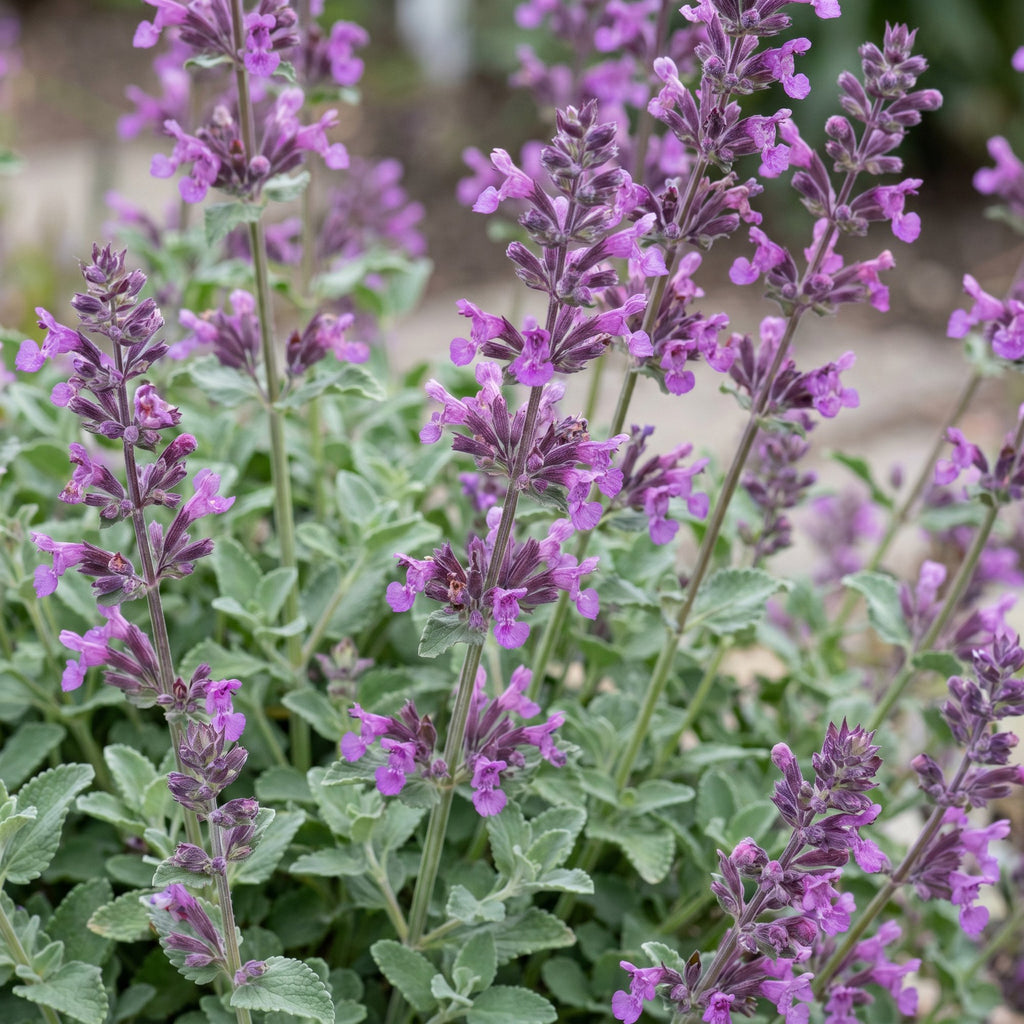 Vasteplant - Nepeta rac. Grog - Kattenkruid - Bijen- en vlinderlokkers - Blauw - 24 Planten - Pot 11cm - Hoogte 15-25cm