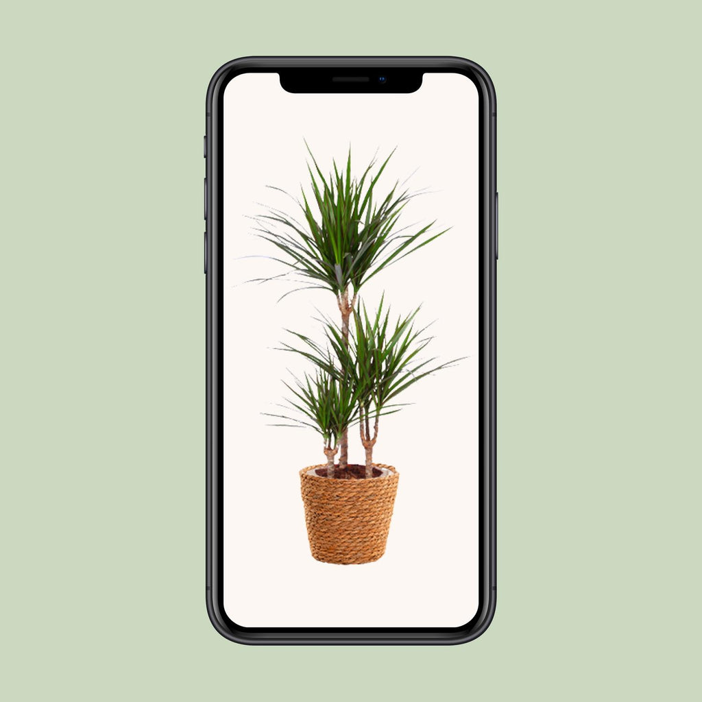 Dracaena Marginata - Ø21cm - ↕95cm + zeegras mand