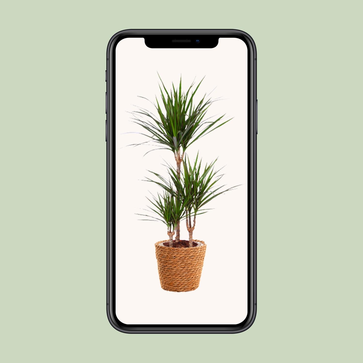 Dracaena Marginata - Ø21cm - ↕95cm + zeegras mand