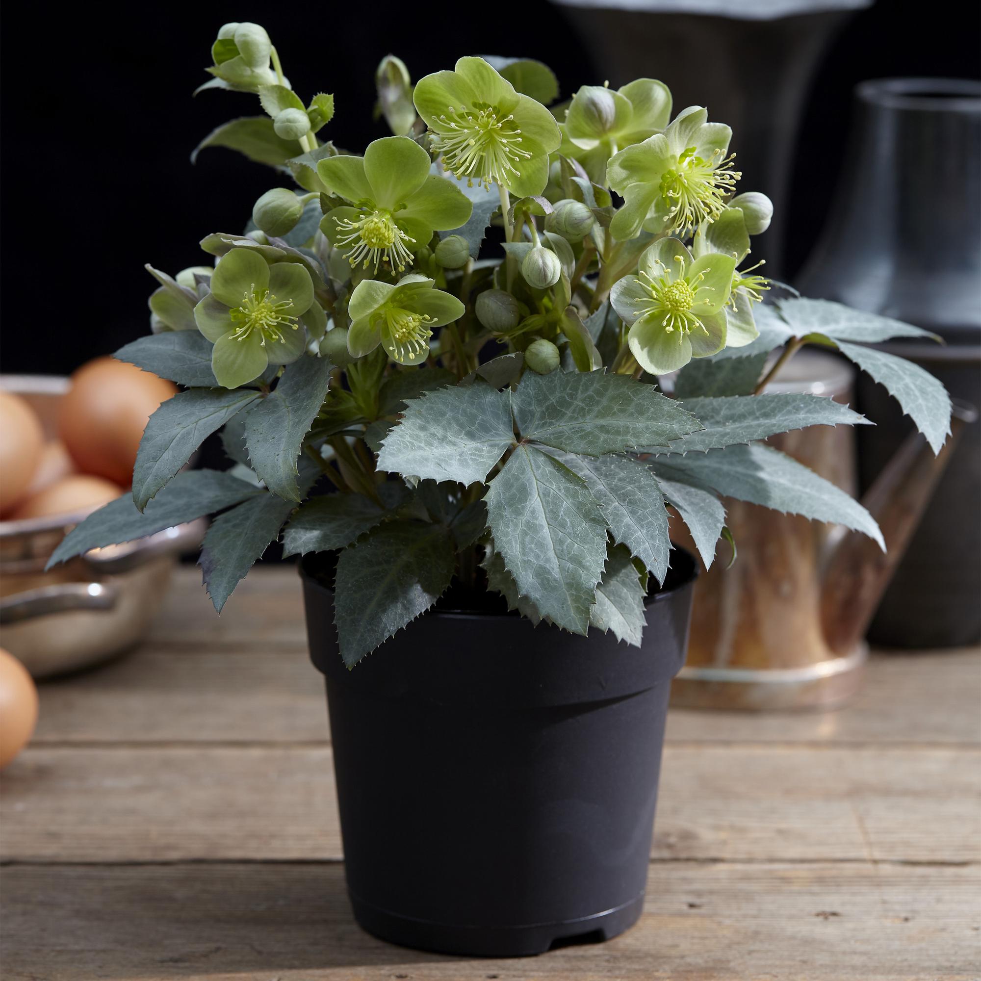 Tuinplant - Lenten Rose Helleborus sternii Silver Dollar - Groene  Bloem -1 Plant - Groenblijvend - Pot 14cm Hoogte 35cm