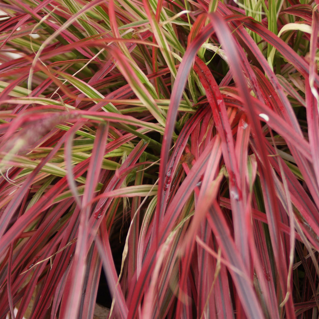 Siergrassen - Uncinia rubra Everflame  - Rood - 1 Plant - Groenblijvend - Winterhard - Pot 17cm Hoogte 50cm