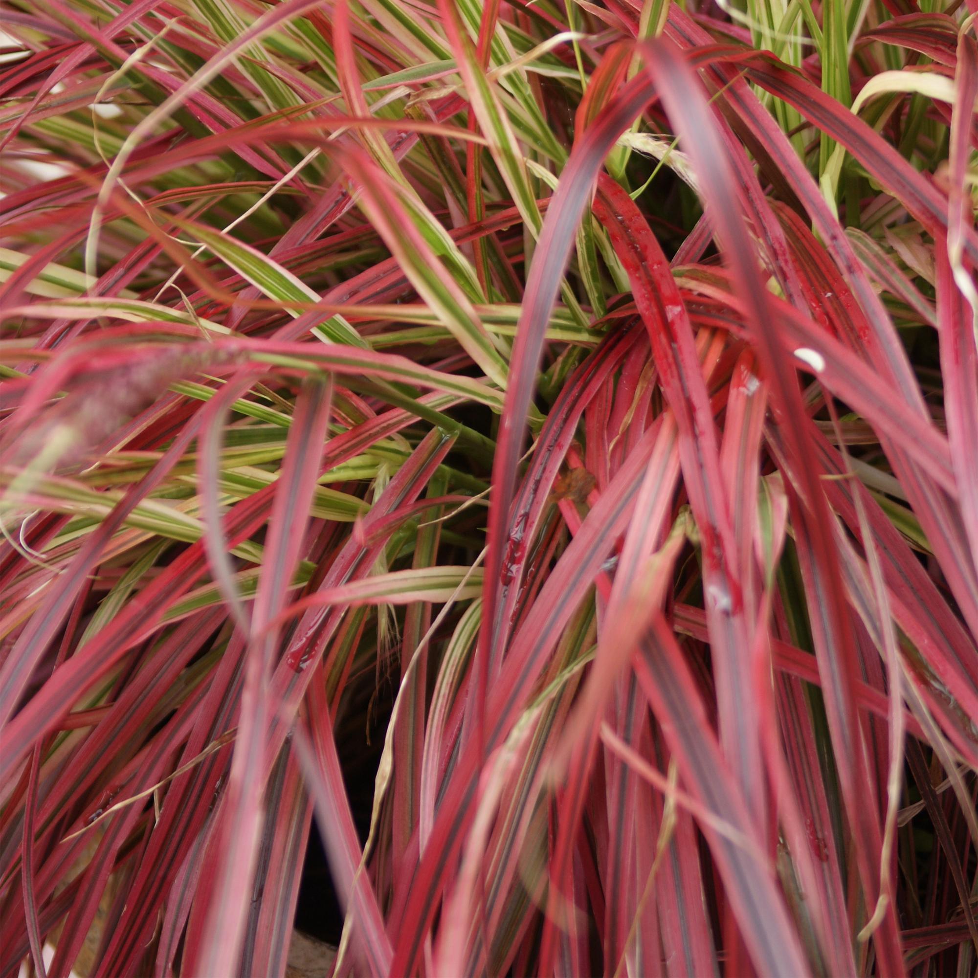 Siergrassen - Uncinia rubra Everflame  - Rood - 1 Plant - Groenblijvend - Winterhard - Pot 17cm Hoogte 50cm
