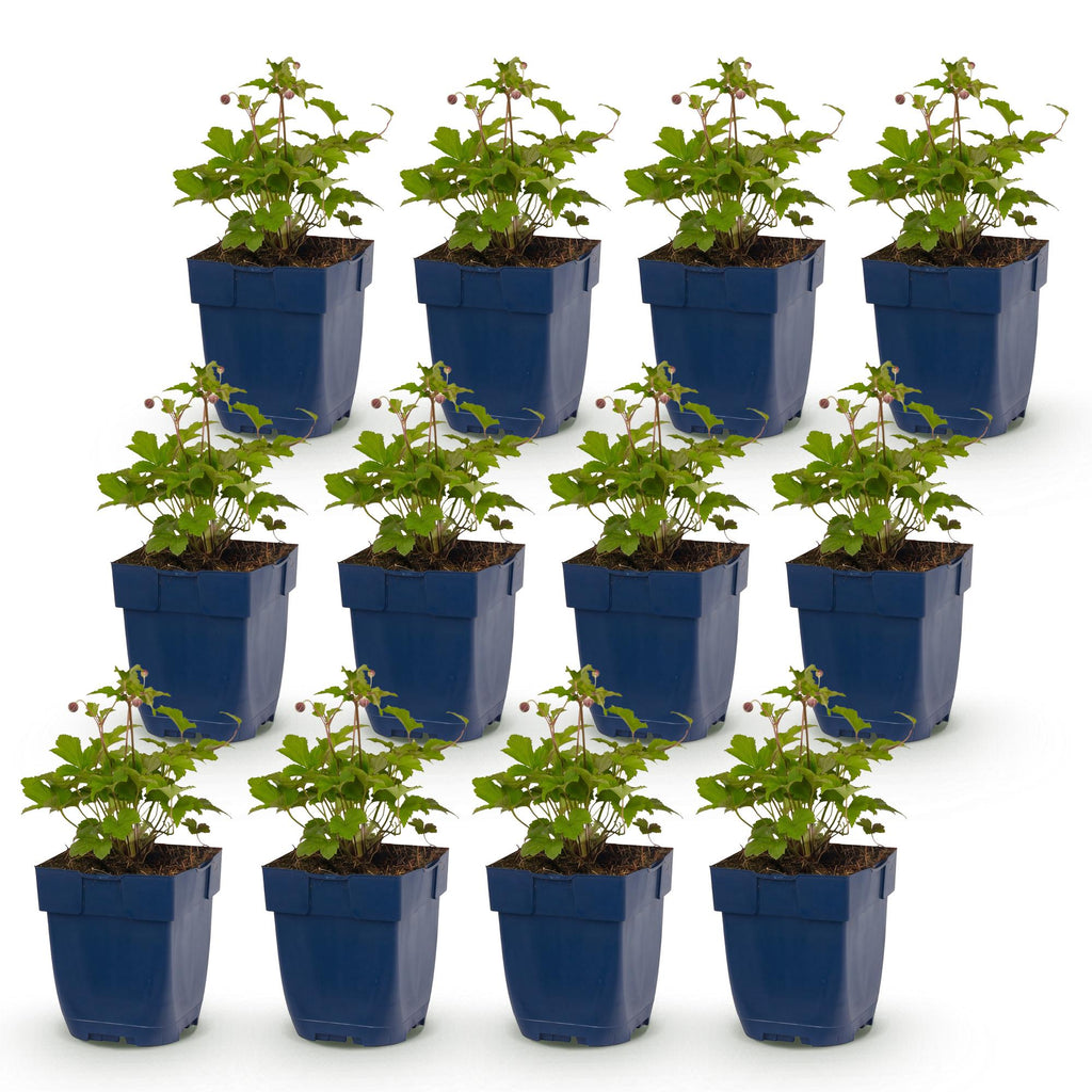 Vasteplant - Anemone Tricolour - Herfst Anemone - Schaduw - Donker Roze - Roze - Wit - 12 Planten - Pot 11cm - Hoogte 15-25cm