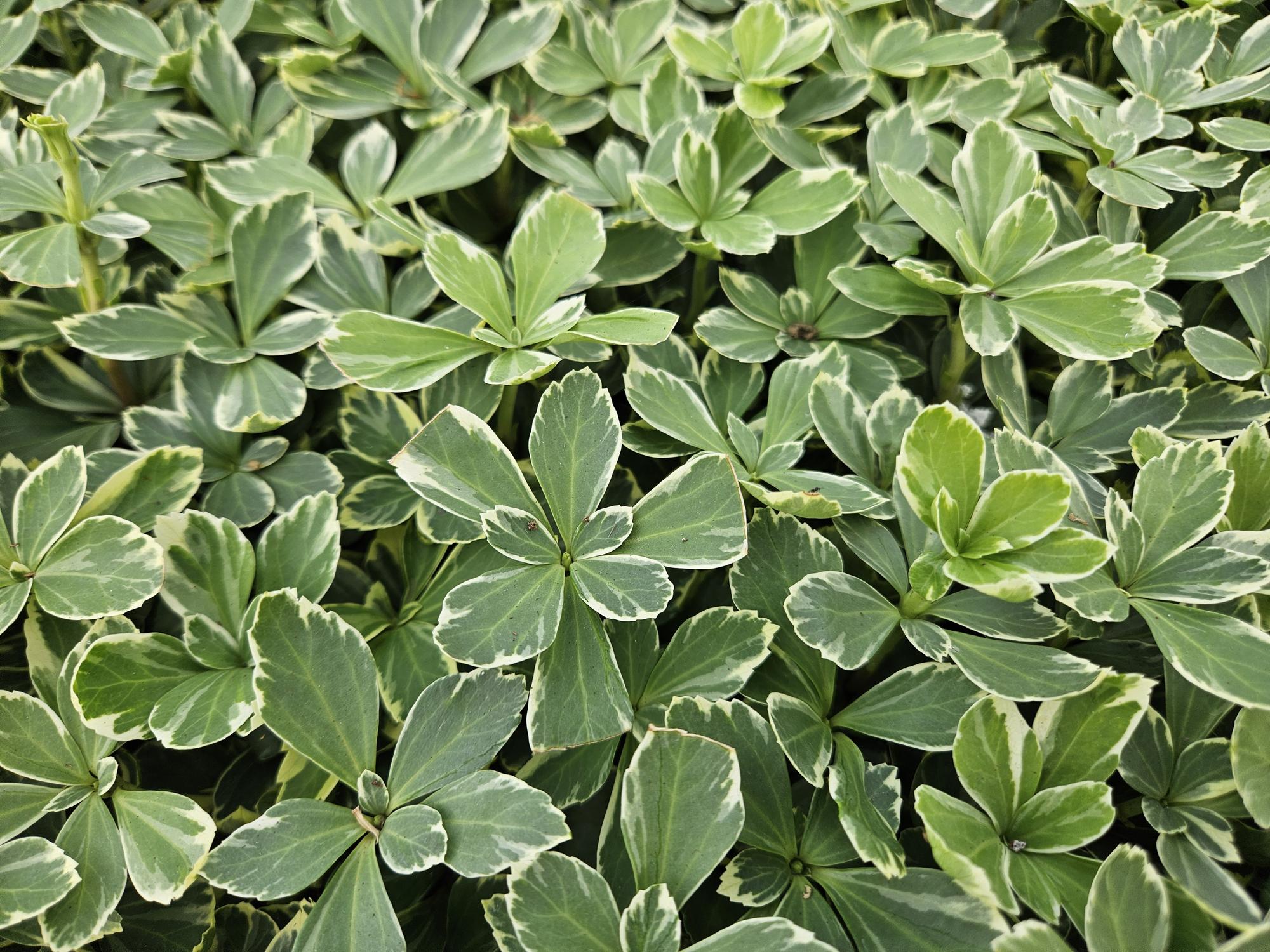 48x Pachysandra term. 'Variegata' - ↕10-25cm - Ø9cm