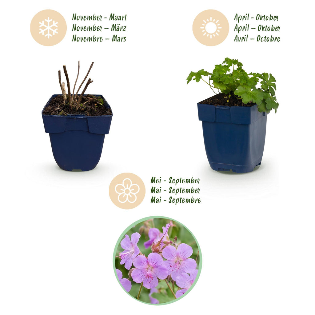 Vasteplant - Geranium macr. Czakor - Ooievaarsbek - Bodembedekkend - Paars-Roze - 1 Plant - Pot 11cm - Hoogte 15-25cm