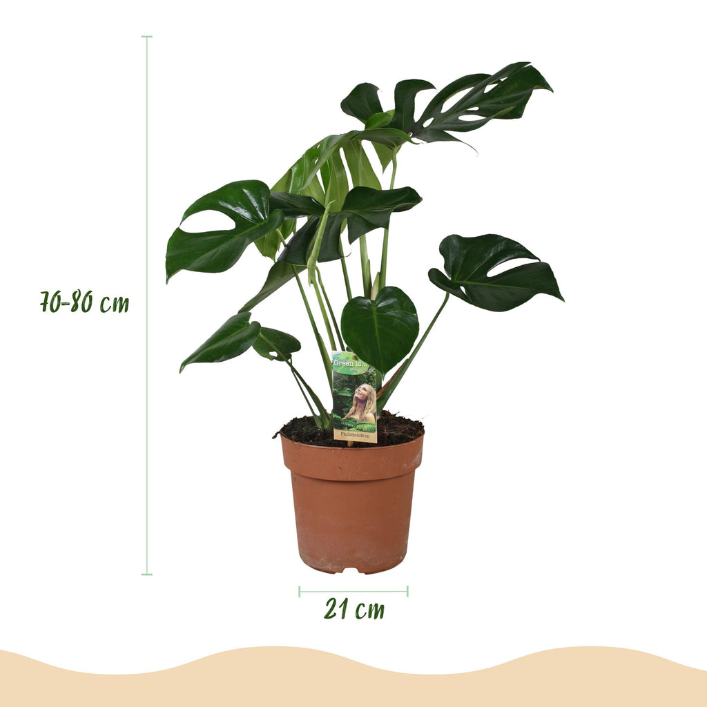 Kamerplanten - Monstera Deliciosa - Gatenplant - Weinig onderhoud - Groen - 1 Plant - met Potter Grijs - Pot 21cm - Hoogte 70-80cm