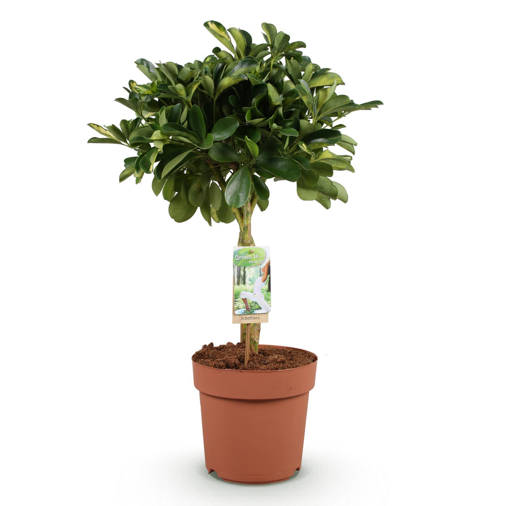 Green is... Kamerplanten - Schefflera Gold Capelle - Vingerboom - Weinig onderhoud - Groen - 1 Plant - Pot 21cm - Hoogte 70-81cm