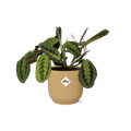 Maranta Leuconeura ‘Fascinator’ Tricolor in ELHO Vibes Fold 14cm geel