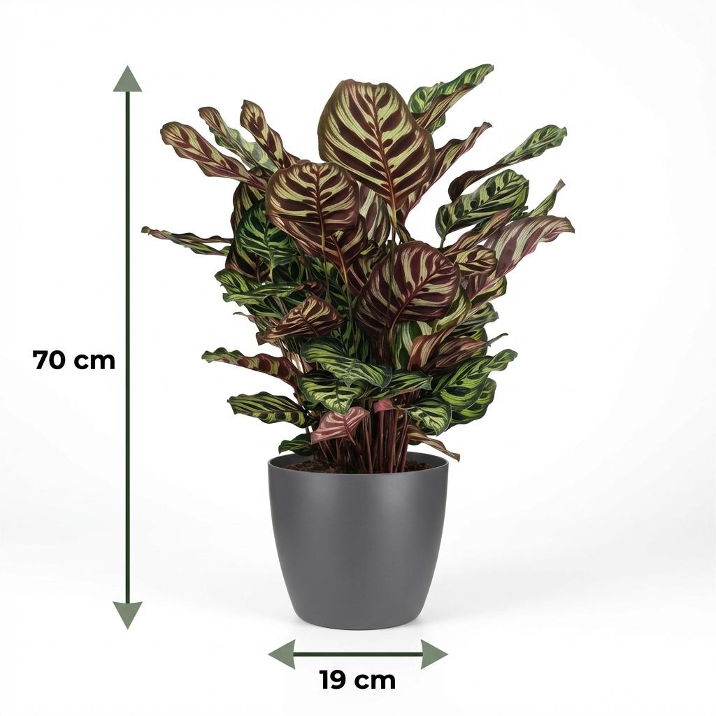 Kamerplant - Pauwenplant - Calathea Makoyana - Groen - Weinig onderhoud - 1 Plant - met Potter Grijs - Pot 19cm - Hoogte 70cm