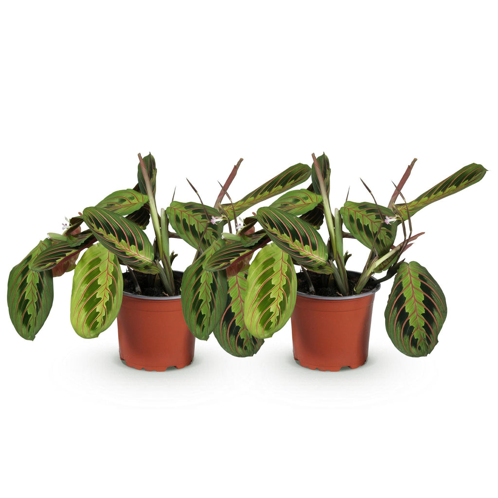 Kamerplant - Maranta Fascinator Tricolour - Gebedsplant - Huisdiervriendelijk - Groen - 2 Planten - Pot 12cm - Hoogte 30-35cm