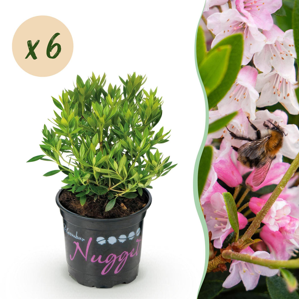 Dwerg Rhododendron - Rhododendron Bloombux Light Pink - Bloeiende Buxus - Weinig Onderhoud - Licht Roze Bloem - 6 Planten - Pot 10,5cm - Hoogte 20-25cm