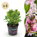 Dwerg Rhododendron - Rhododendron Bloombux Light Pink - Bloeiende Buxus - Weinig Onderhoud - Licht Roze Bloem - 6 Planten - Pot 10,5cm - Hoogte 20-25cm