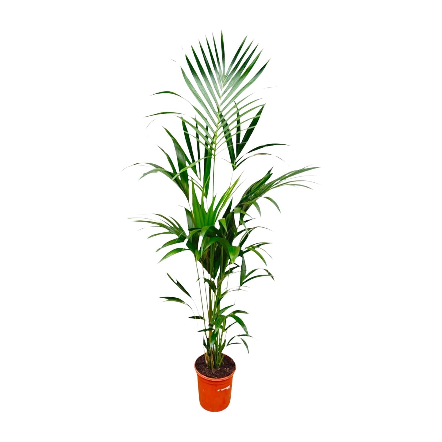 Kentia palm - 180cm - ⌀21 -25