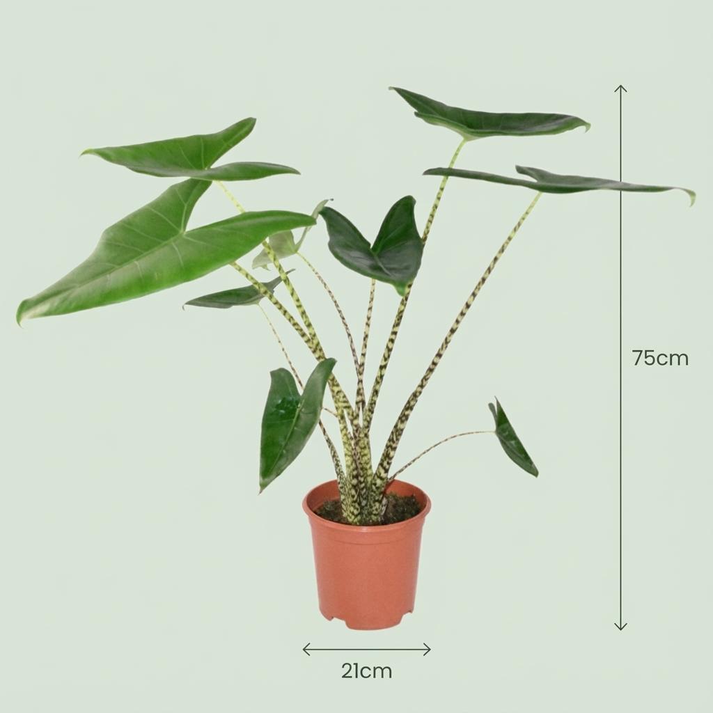 Kamerplant - Olifantsoor - Alocasia Zebrina - Groen - Weinig onderhoud - 1 Plant - met Potter Grijs - Pot 21 cm - Hoogte 70 - 75cm