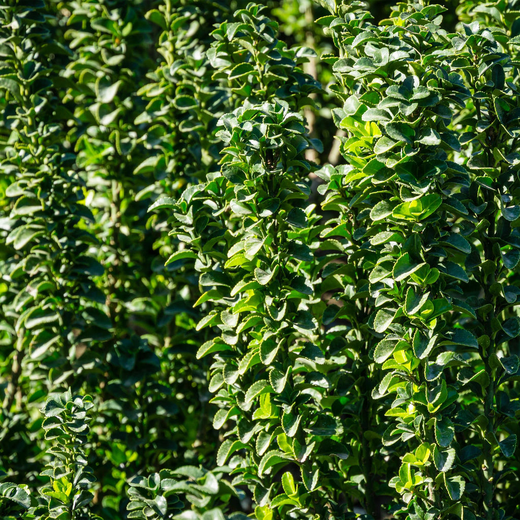 Haagplanten - Euonymus japonica Green Spire -  blad groen - 6 planten - 1 strekkende meter - groenblijvend - pot 17cm hoogte 40cm