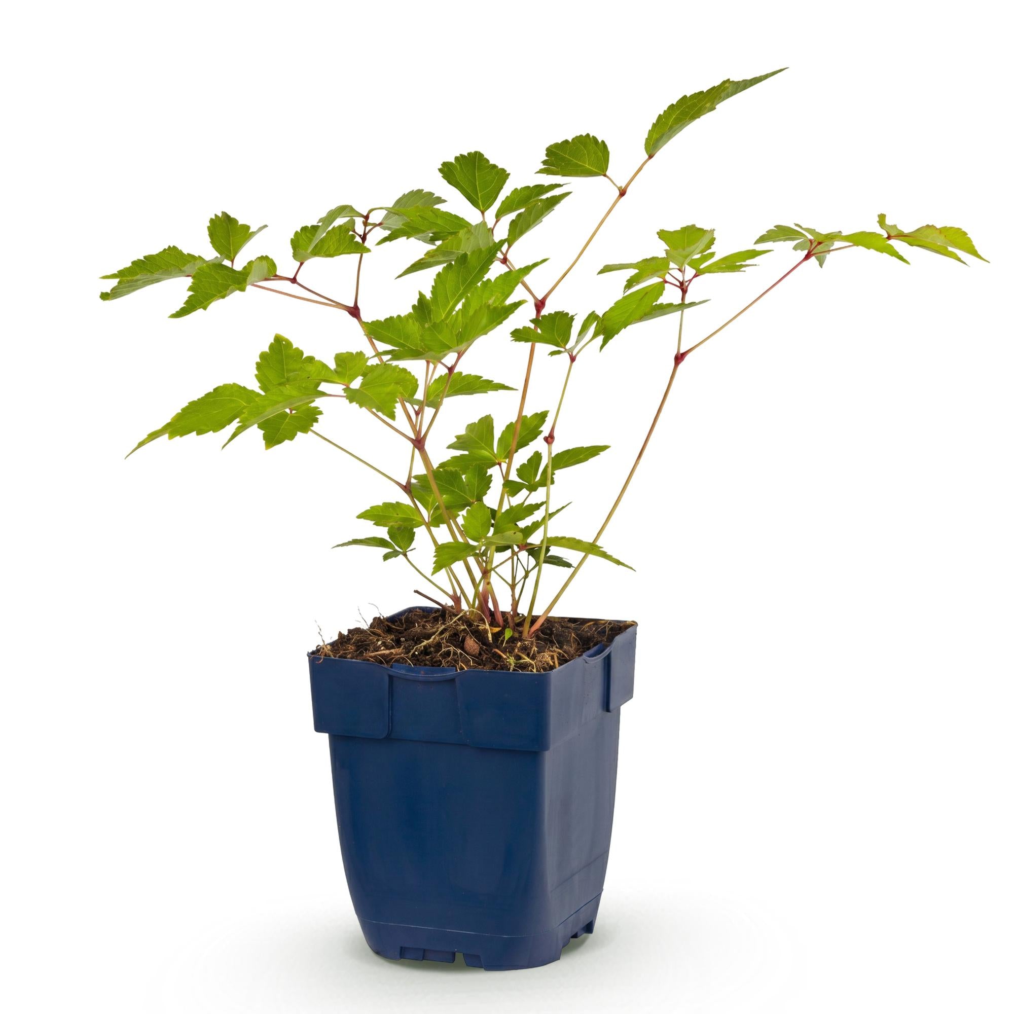 Vasteplant - Astilbe (J) Europa - Pluimspirea - Schaduw - Roze - 1 Plant - Pot 11cm - Hoogte 15-25cm