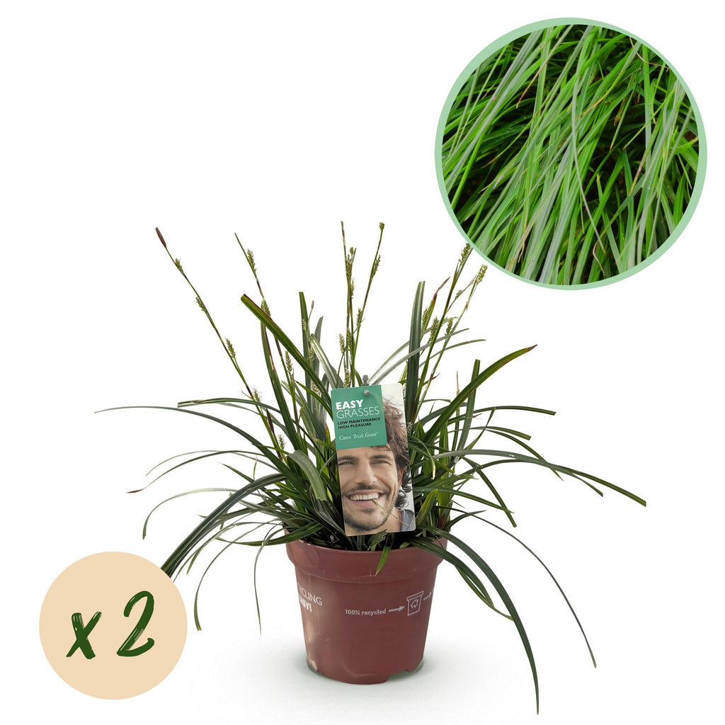 Siergrassen - Carex oshimensis Intense Green - Groen - 2 Planten - Bladhoudend - Weinig Onderhoud - Pot 17cm Hoogte 50cm