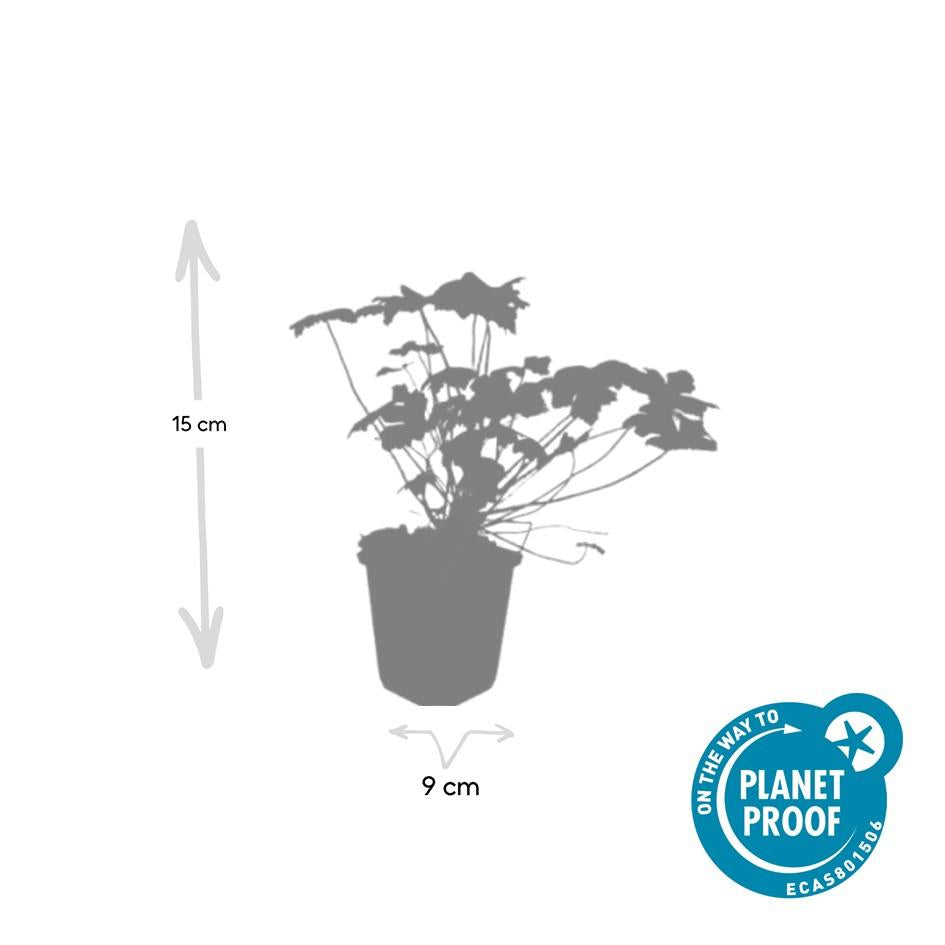 24x Geranium 'Tiny Monster' - ↕10-25cm - Ø9cm