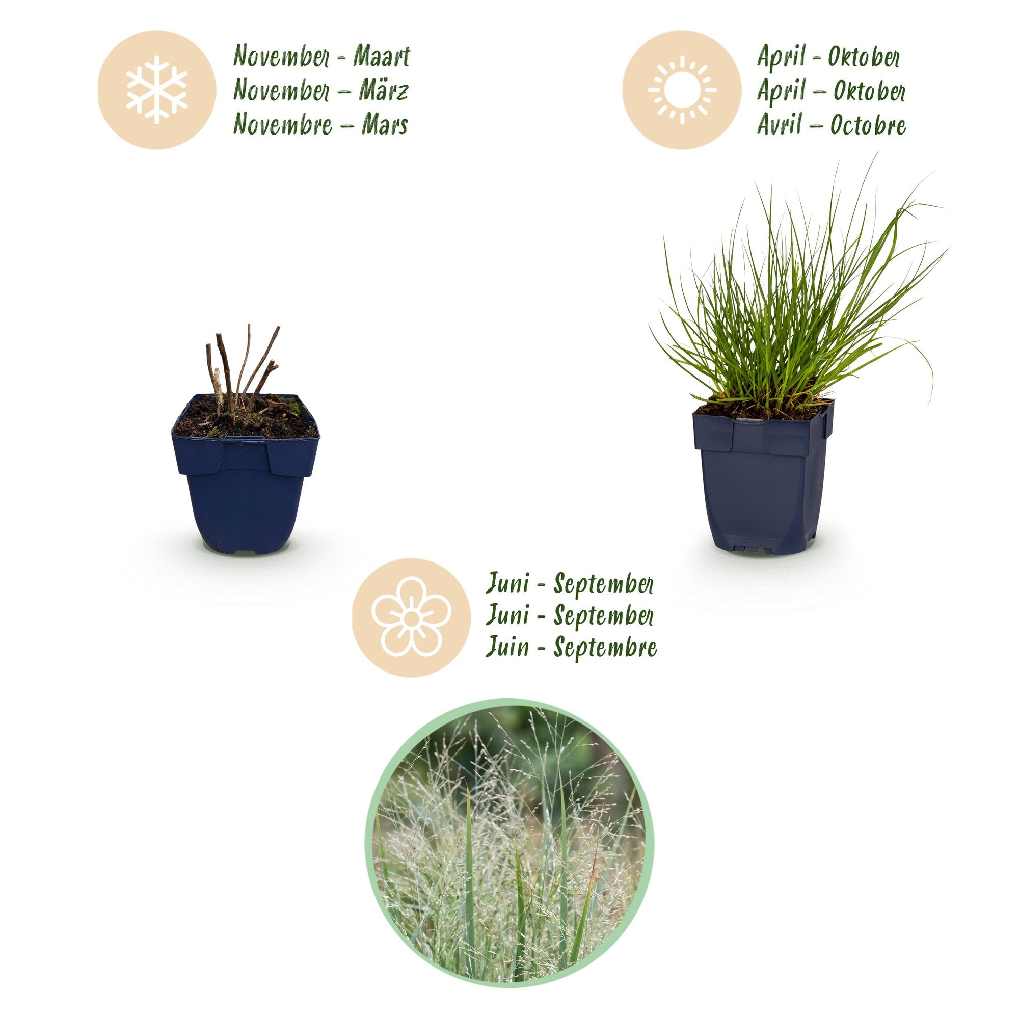Grassen - Panicum virg. Northwind - Prairiegraan - Met Pluim - Groen - 24 Planten - Pot 11cm - Hoogte 15-25cm