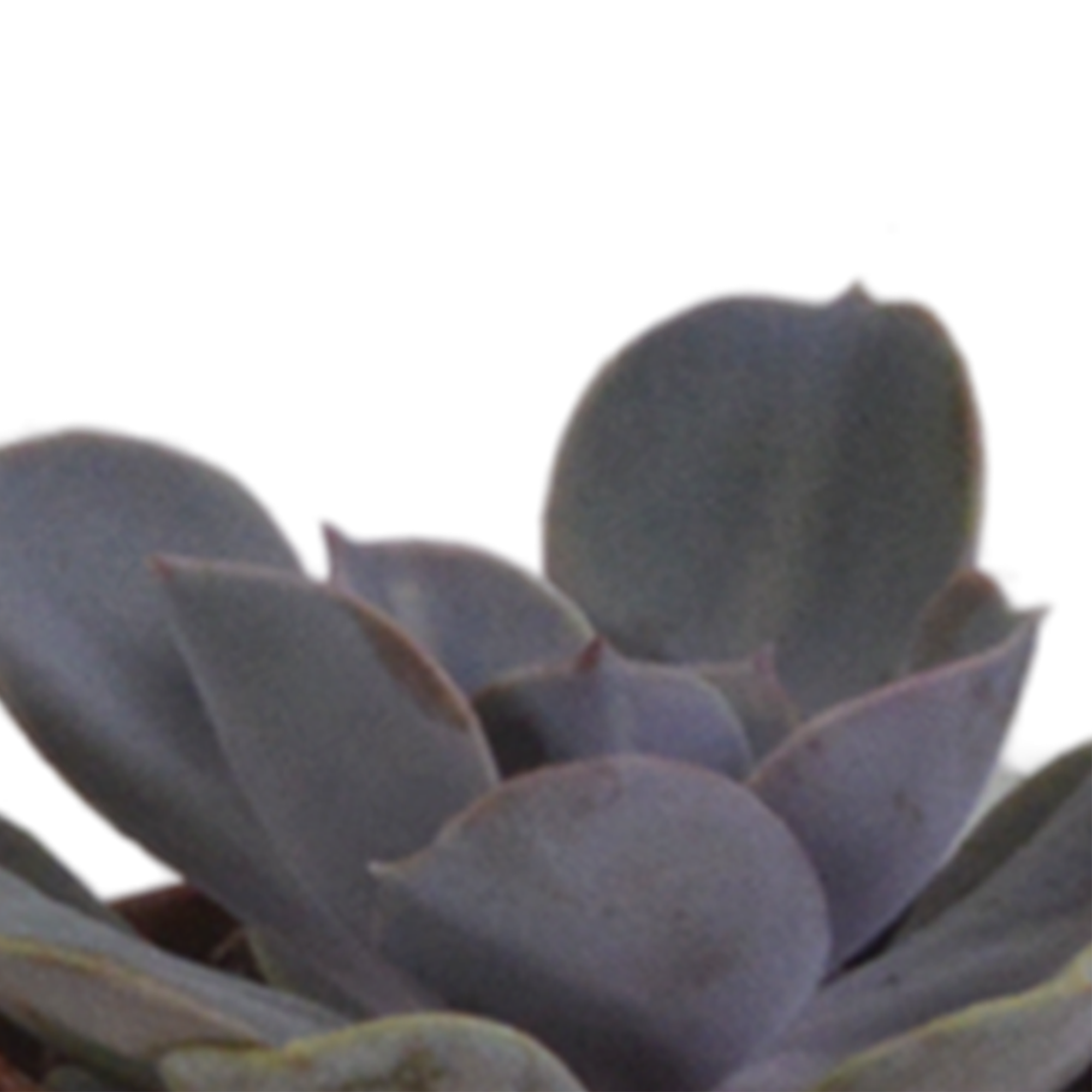 Vetplanten mix 5.5 cm - 5x - in terracotta pot