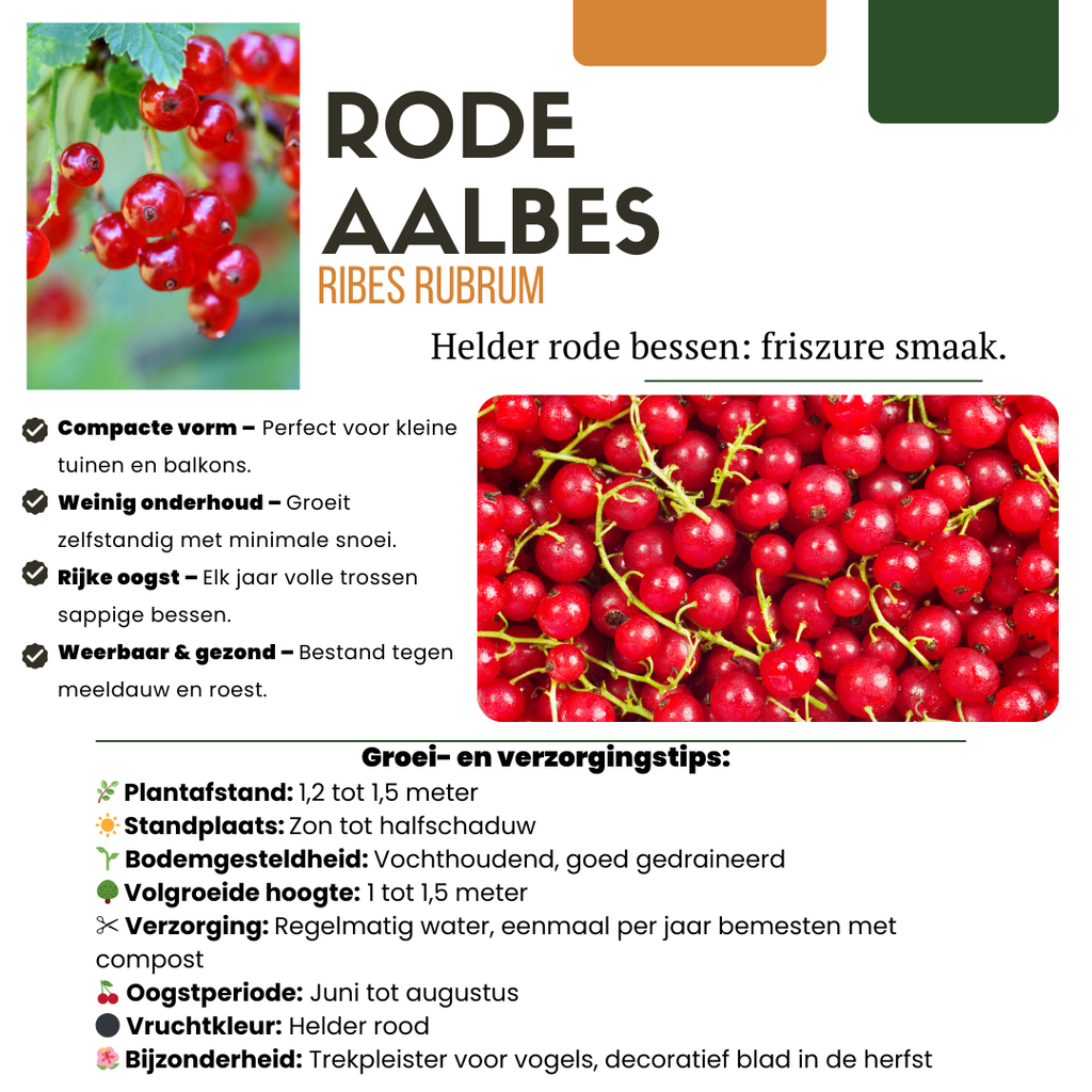 "Vruchtenparadijs" BIO Fruitplanten mix set van 4 verschillende soorten