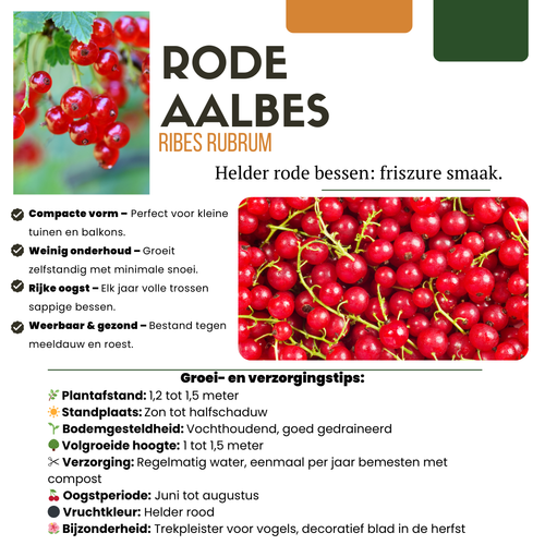 "Vruchtenparadijs" BIO Fruitplanten mix set van 4 verschillende soorten