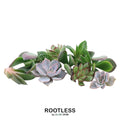 ROOTLESS Echeveria mini mix box