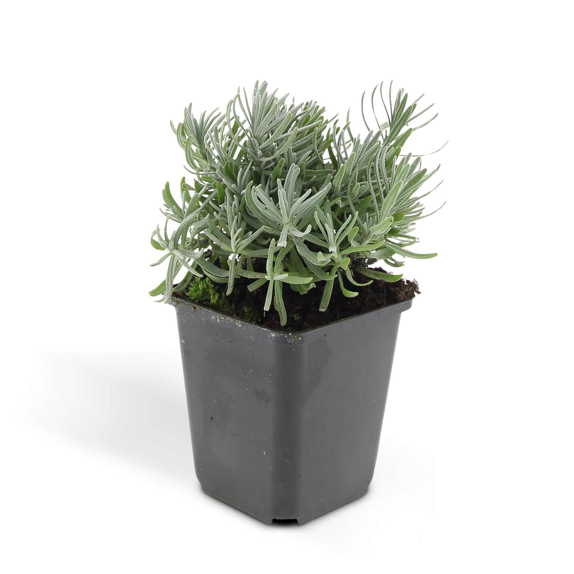 24x Lavandula 'Hidcote' - ↕10-25cm - Ø9cm