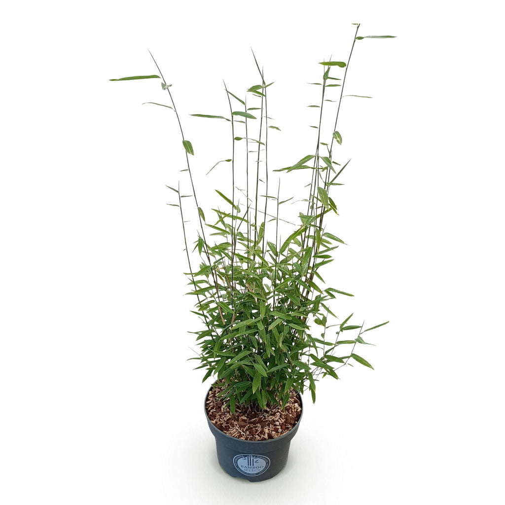 Grassen - Fargesia nitida Black Dragon - Niet Woekerende Bamboe - Bladhoudend - Groen - 1 Plant - Pot 23 cm - Hoogte 80 cm