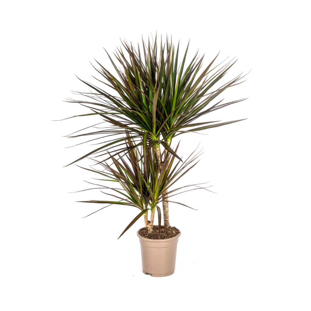 Dracaena Marginata Magenta Ø17cm - ↕50 - 70cm