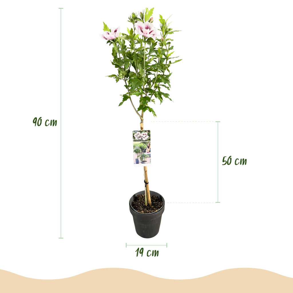 Plante sur Tige - Hibiscus syriacus Starburst Chiffon® - Plante de Terrasse - Feuilles Caduques - Résistant à l'Hiver - Fleur Blanc-Rose - Pot 19cm Hauteur 90cm