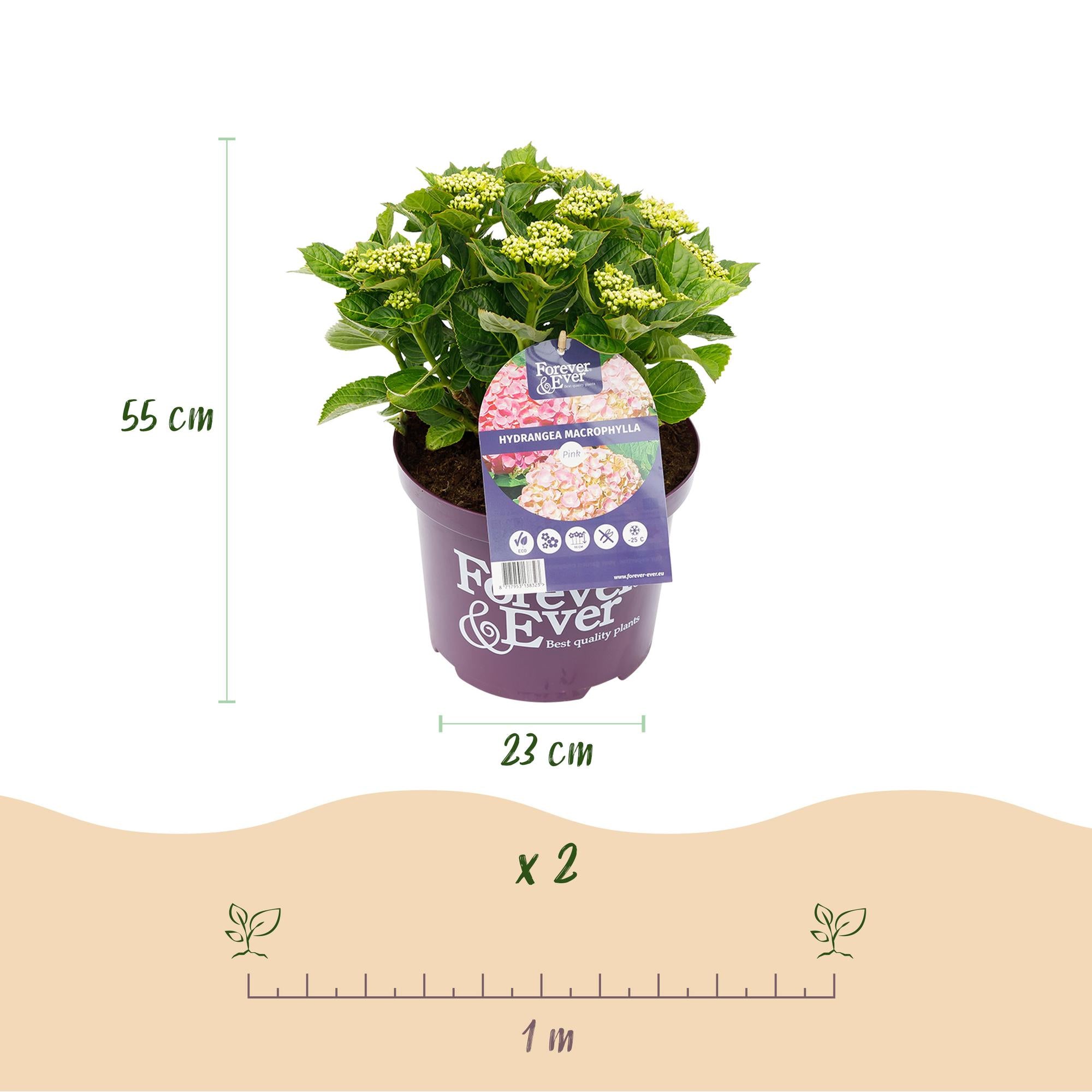 Terrasplant - Hortensia - Hydrangea Forever & Ever - Roze - 7-12 Bloemen - 2 Planten - Pot 23cm Hoogte 55cm