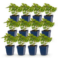 Vasteplant - Astilbe chin. Pumila - Pluimspirea - Schaduw - Paars - 12 Planten - Pot 11cm - Hoogte 15-25cm