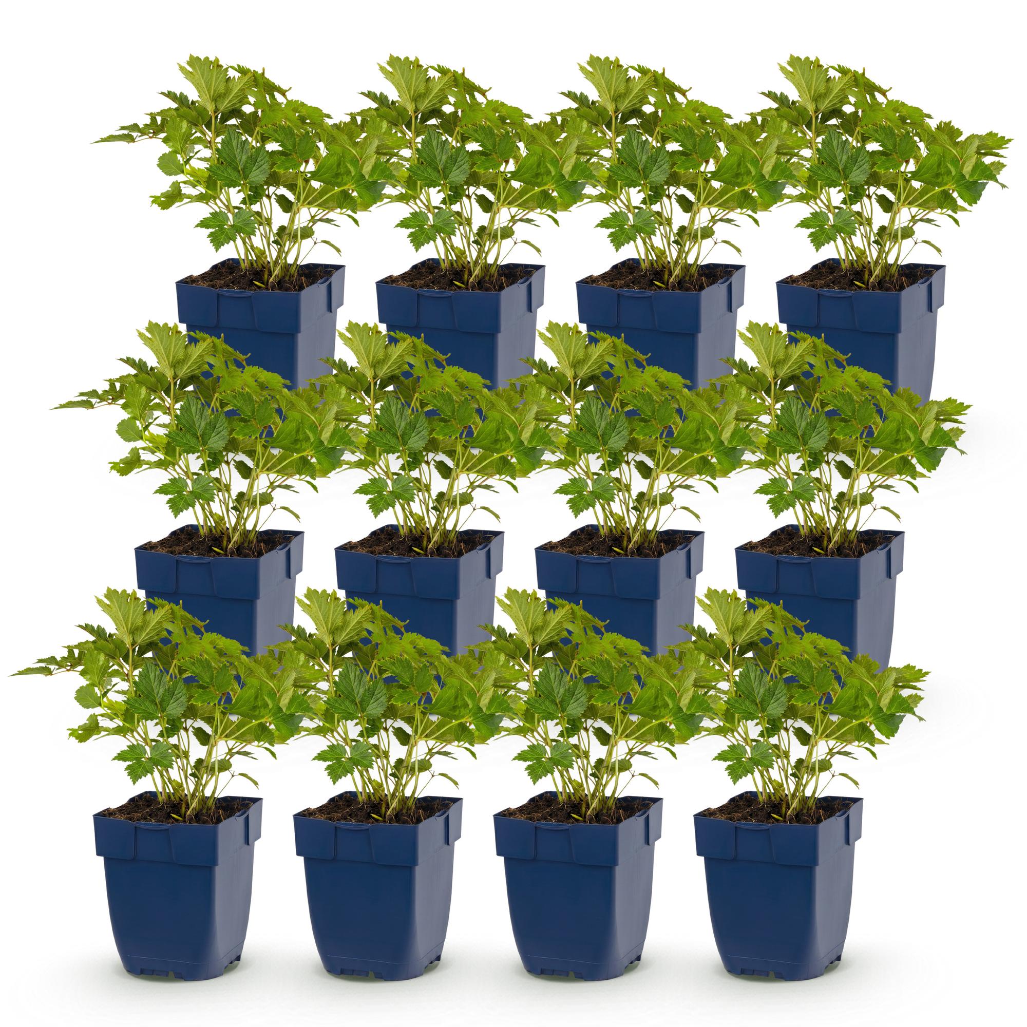 Vasteplant - Astilbe chin. Pumila - Pluimspirea - Schaduw - Paars - 12 Planten - Pot 11cm - Hoogte 15-25cm