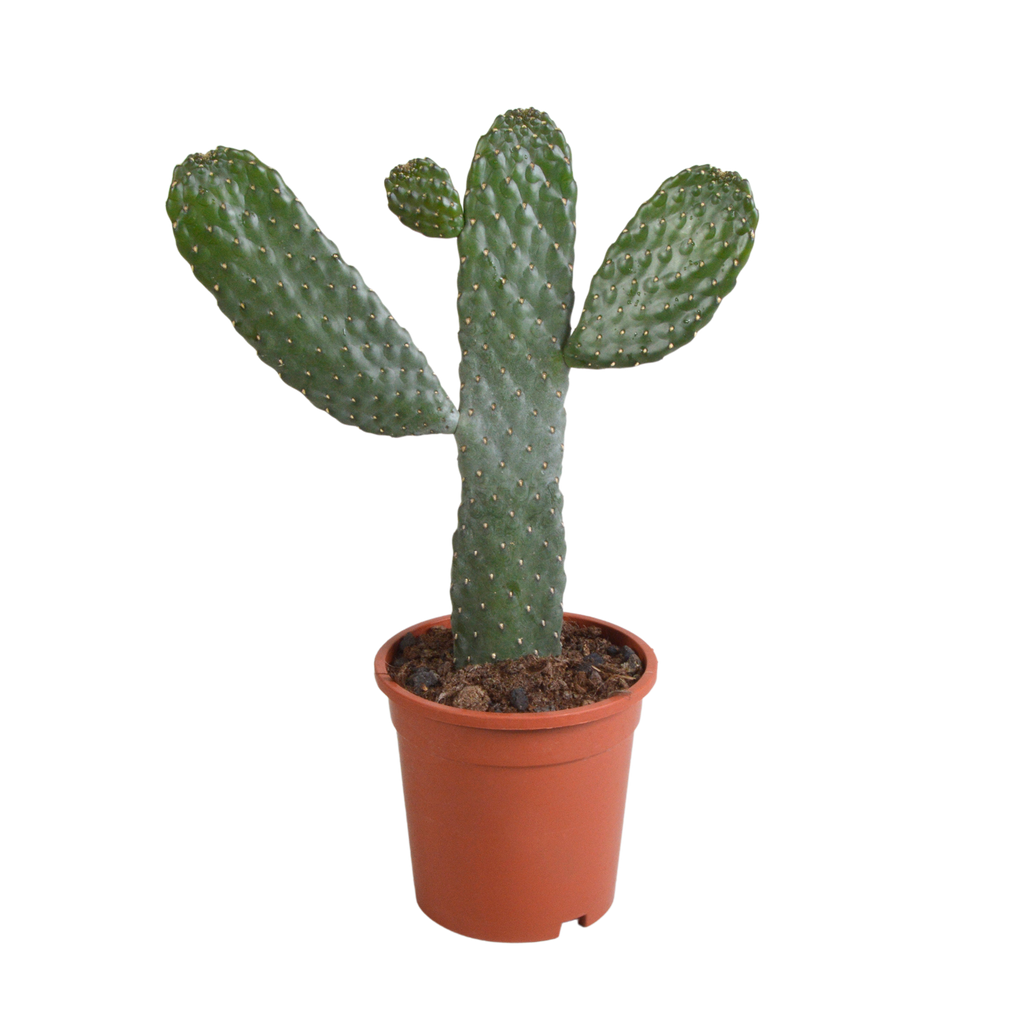 Opuntia consulea - 17cm - zonder pot