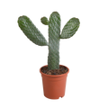 Opuntia consulea - 17cm - zonder pot