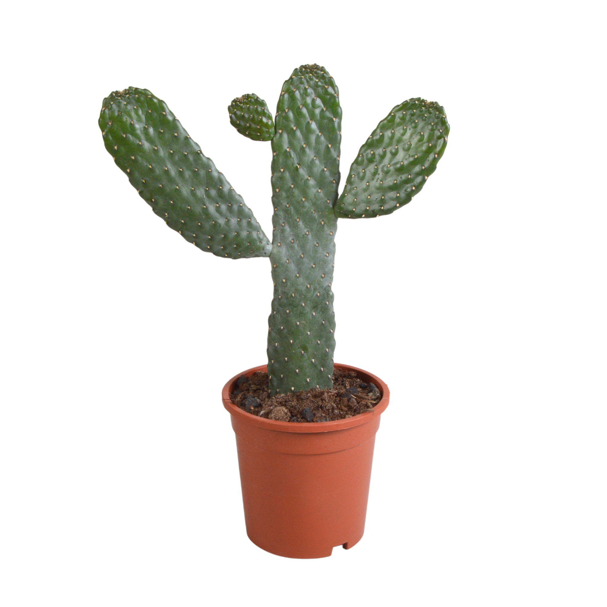 Opuntia consulea - 17cm - zonder pot