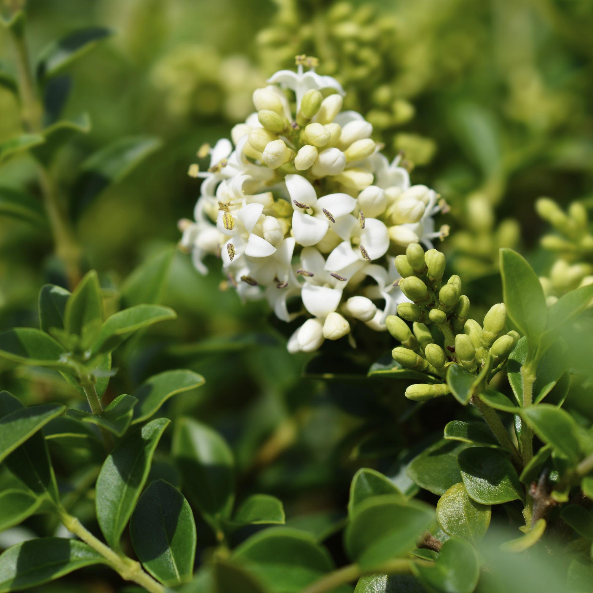 Plant op Stam - Ligustrum delavayanum - Terras Plant - Bladhoudend - Winterhard - Groen Blad - Pot 19cm Hoogte 90cm