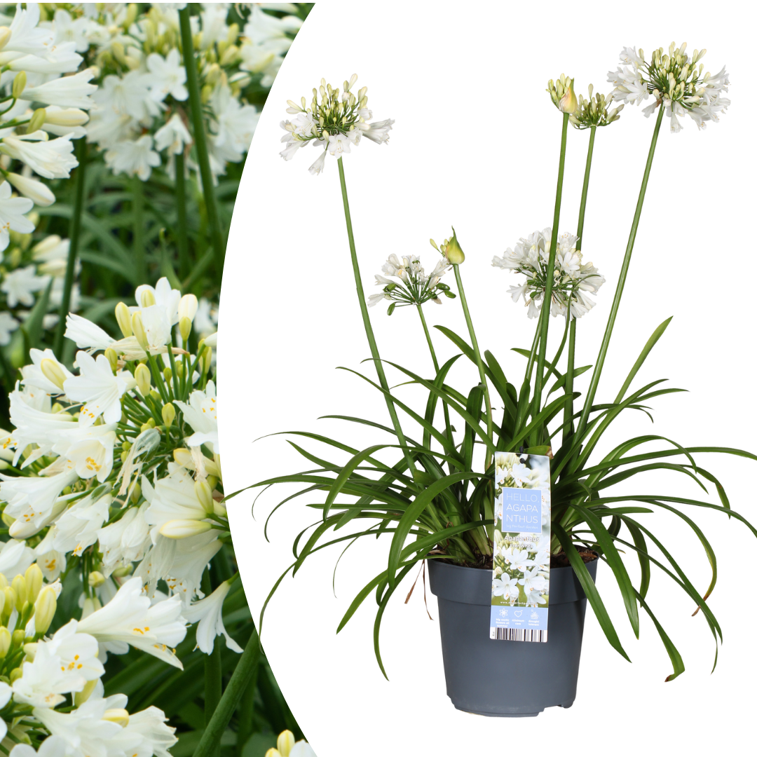 Agapanthus 'Everwhite'  23cm