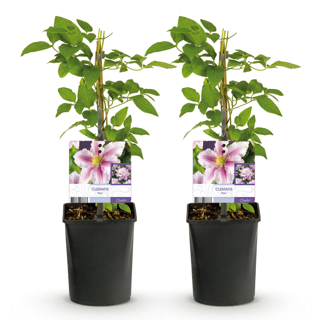 Klimplant - Clematis Piilu - Bloem Roze - Weinig onderhoud -2 planten -  Pot 11cm Hoogte 40cm