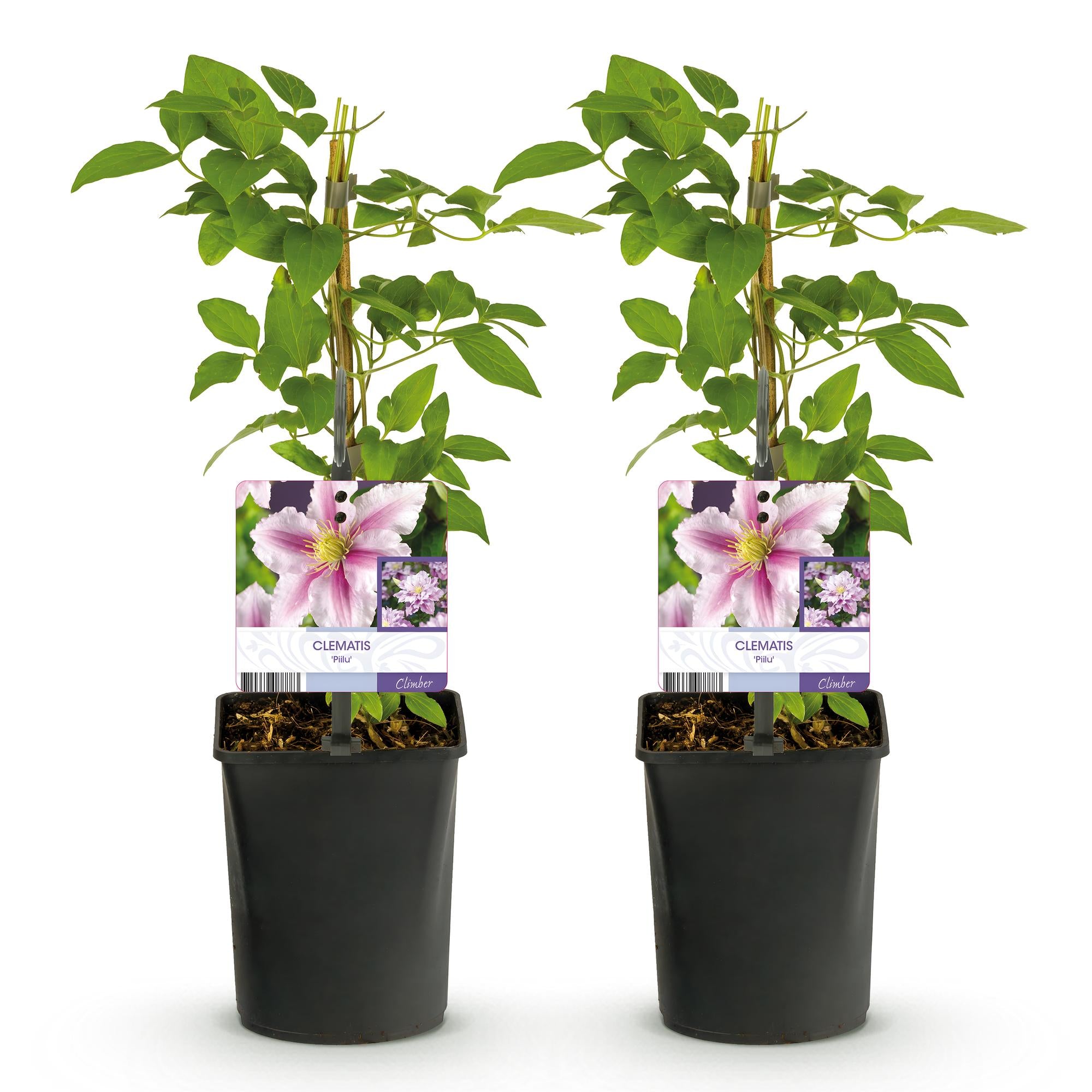 Klimplant - Clematis Piilu - Bloem Roze - Weinig onderhoud -2 planten -  Pot 11cm Hoogte 40cm