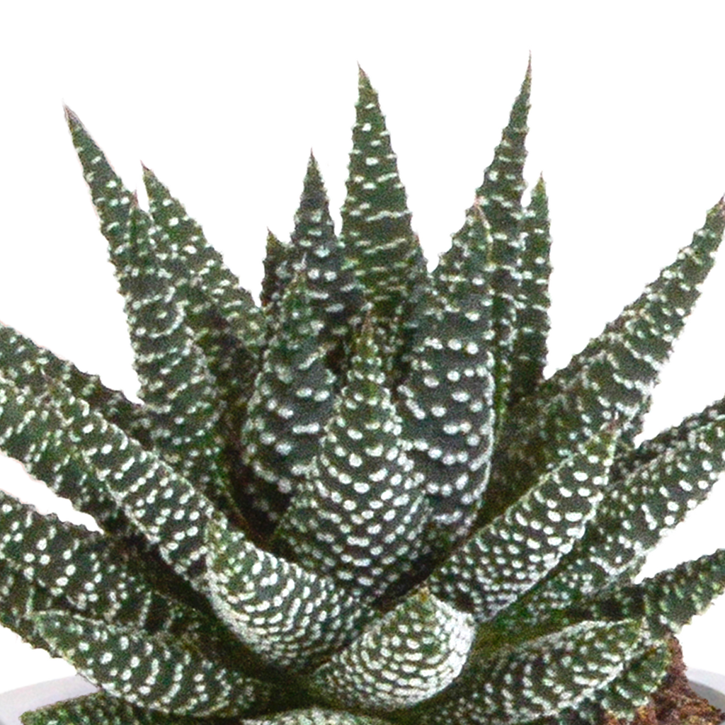 Gasteria/Haworthia mix 8,5cm - 3x - in Mexicaanse pot