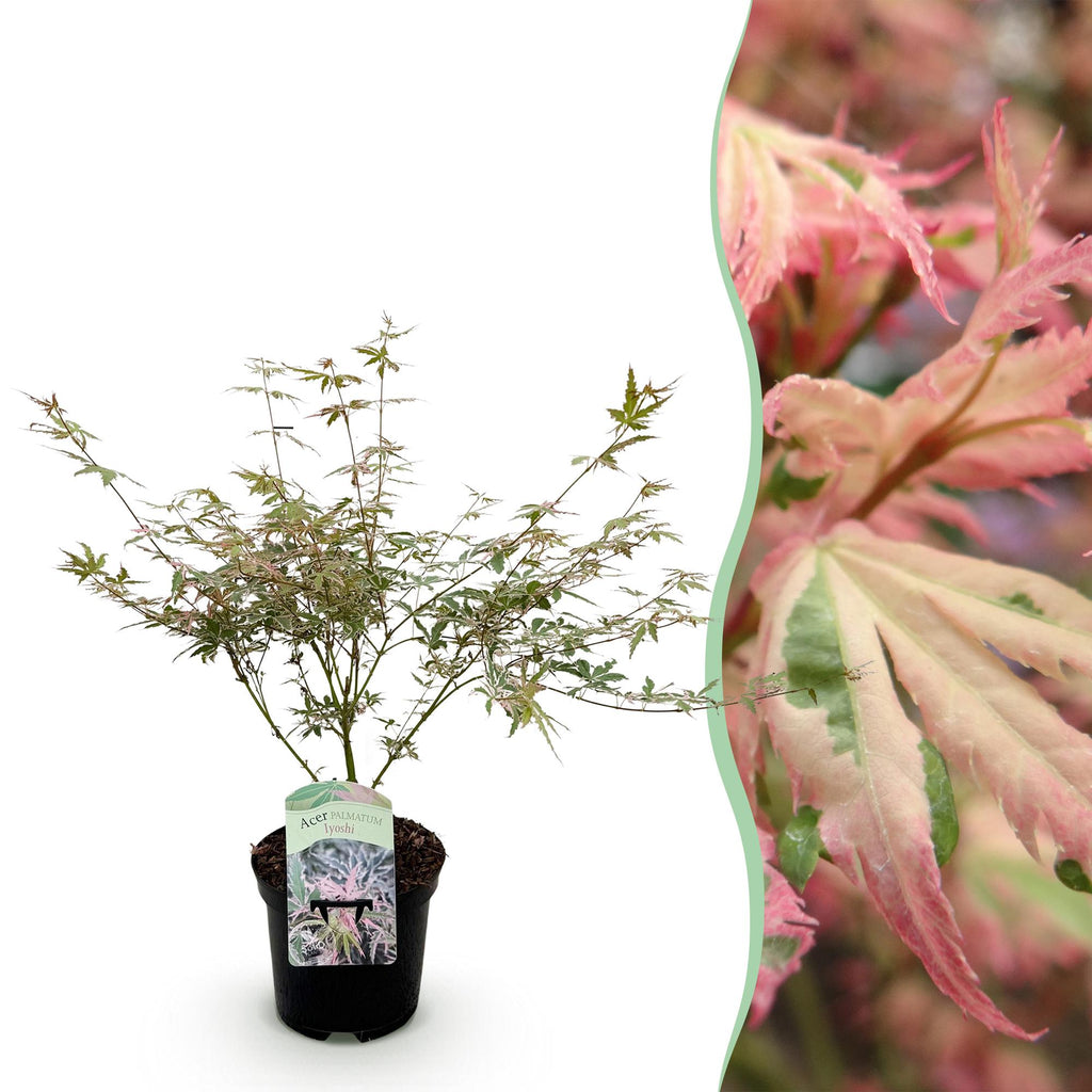 Terrasplant - Japanse Esdoorn - Acer palmatum Iyoshi - Roze - 1 Plant - Bladverliezend - Pot 19cm Hoogte 70cm
