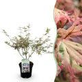 Terrasplant - Japanse Esdoorn - Acer palmatum Iyoshi - Roze - 1 Plant - Bladverliezend - Pot 19cm Hoogte 70cm