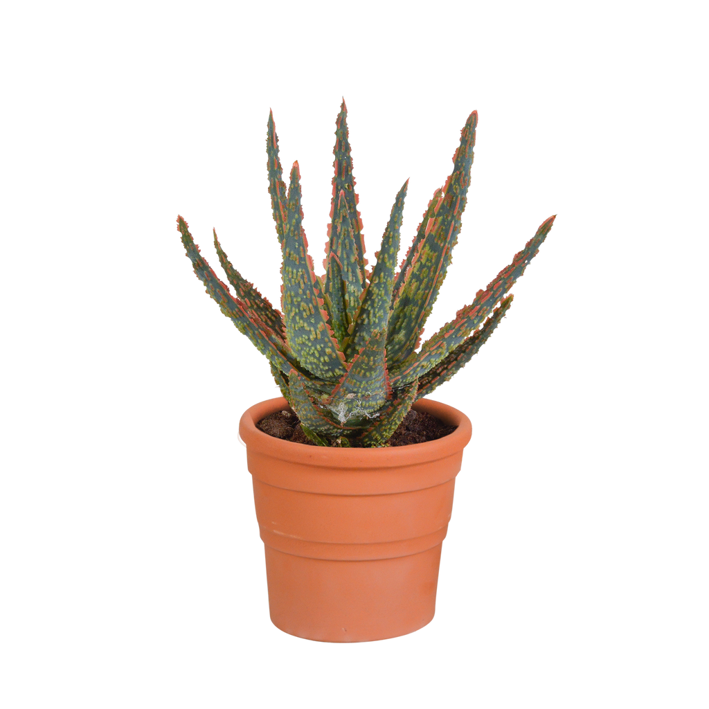 Aloë zebrina Dannyz 10,5cm - in terracotta pot