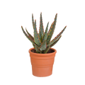 Aloë zebrina Dannyz 10,5cm - in terracotta pot