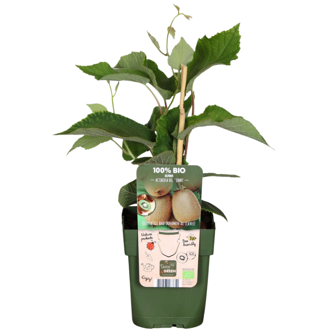 "Zoete oogst trio" BIO Fruitplanten mix set van 3 verschillende soorten
