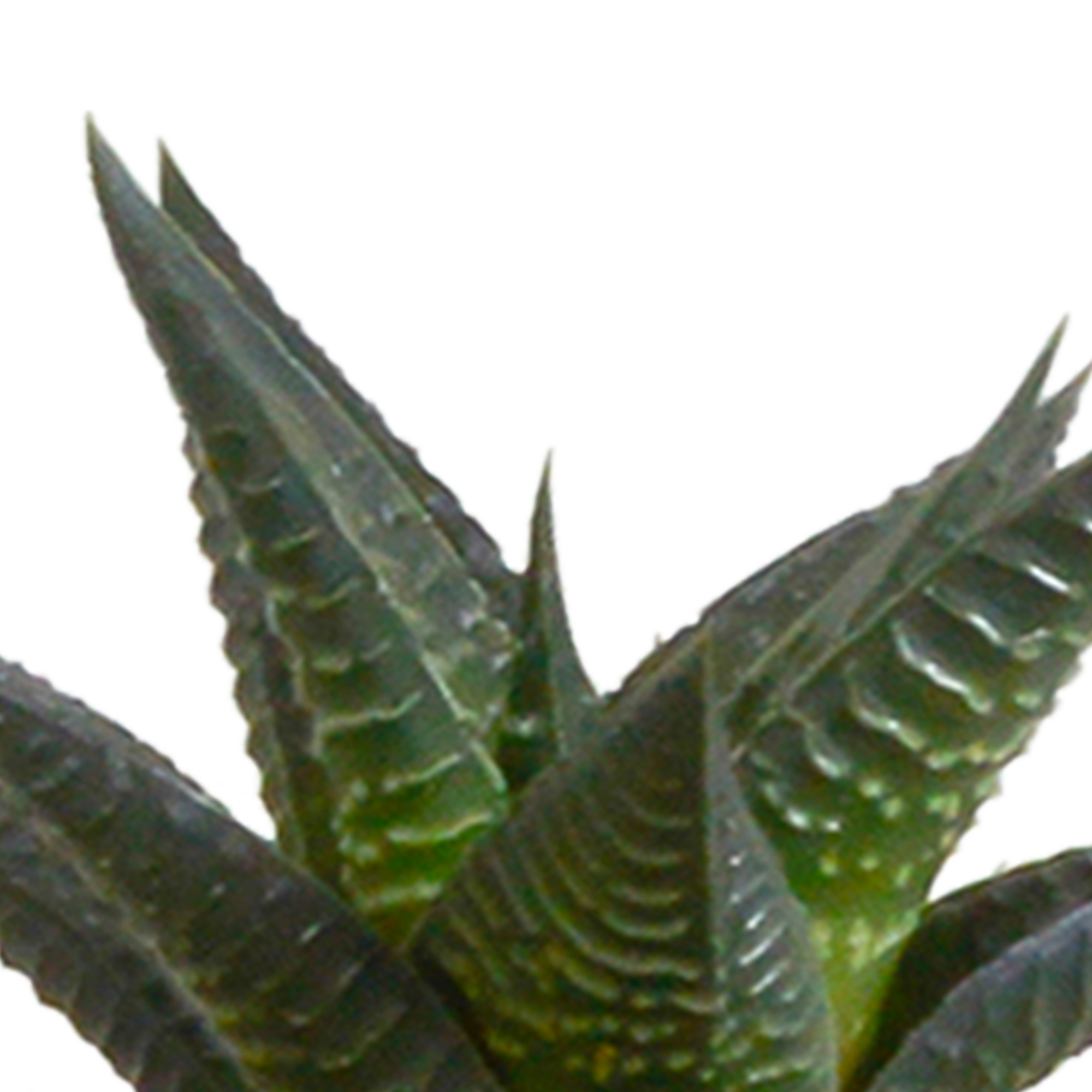 Cactus en vetplanten mix 5.5 cm | 15 stuks - in witte pot