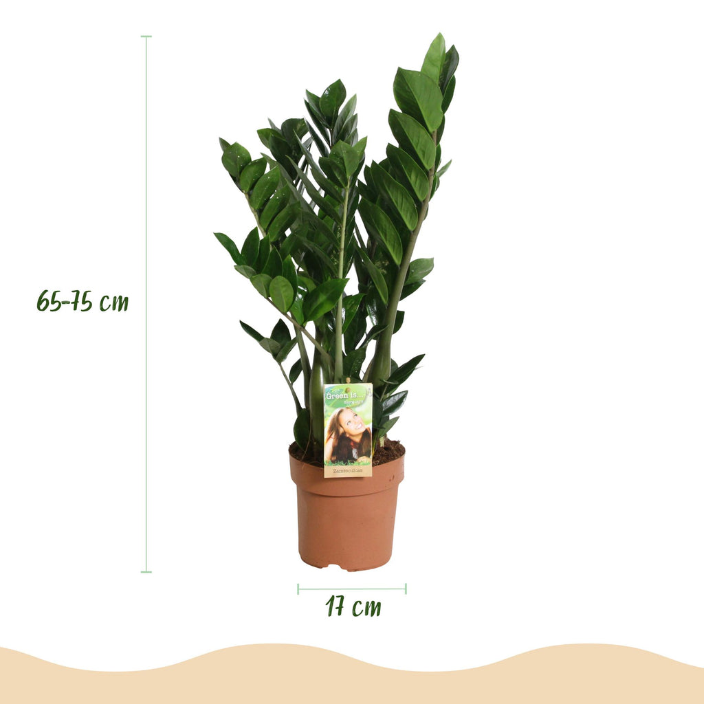 Green is... Kamerplanten - Zamioculcas - ZZ-plant - Weinig onderhoud - Groen - 2 Planten - Pot 17cm - Hoogte 65-75cm