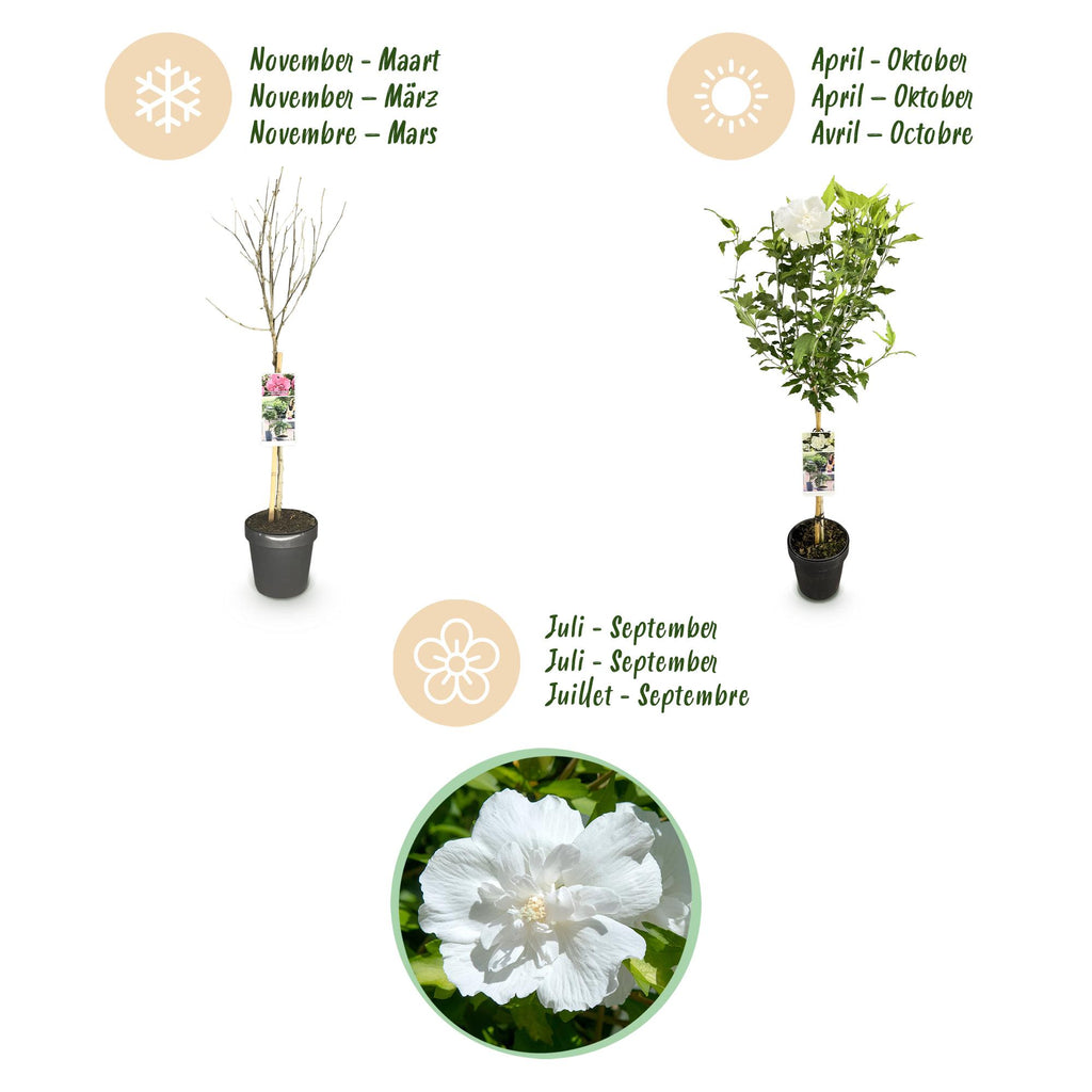Plant op Stam - Hibiscus syriacus White Chiffon® - Terras Plant - Bladverliezend - Winterhard - Witte Bloem - Pot 19cm Hoogte 90cm